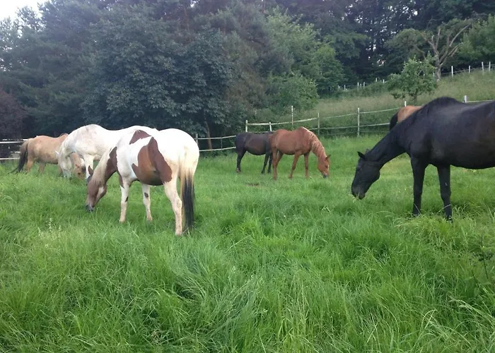 住宿加早餐酒店 Schoenbachhof 4*